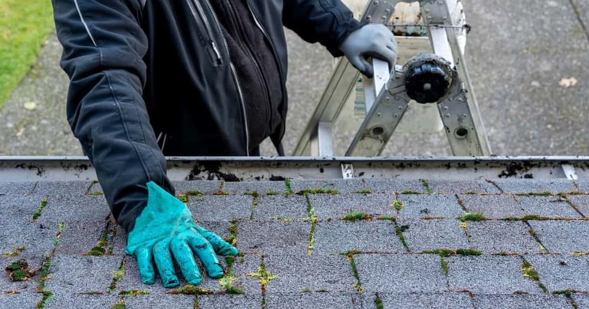 professionnel avec une échelle qui atteint le toit pour enlever la mousse 