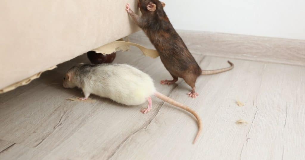 un rat blanc et un rat gris sous un canapé