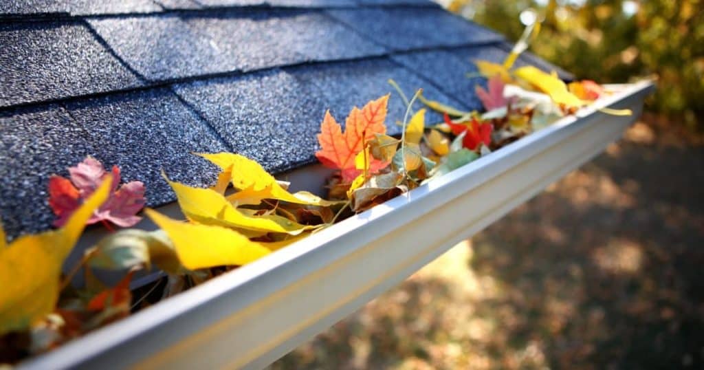 Feuilles mortes dans une gouttière