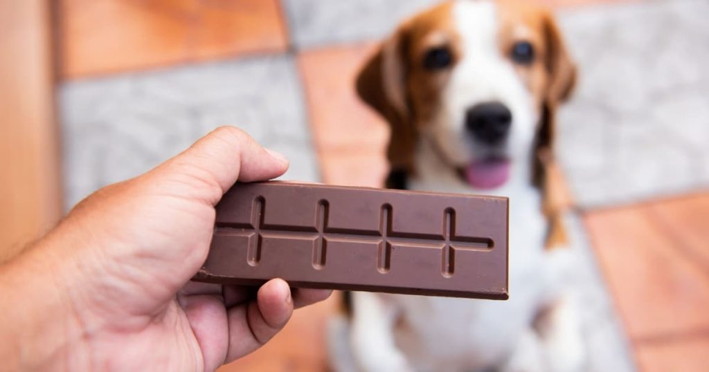 Un homme donne du chocolat à un chien