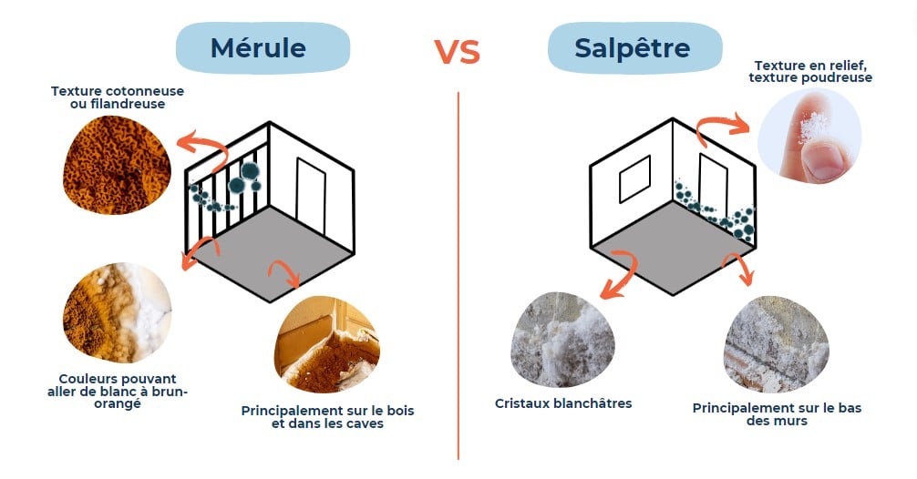 Quelles différences entre le salpêtre et la moisissure des murs