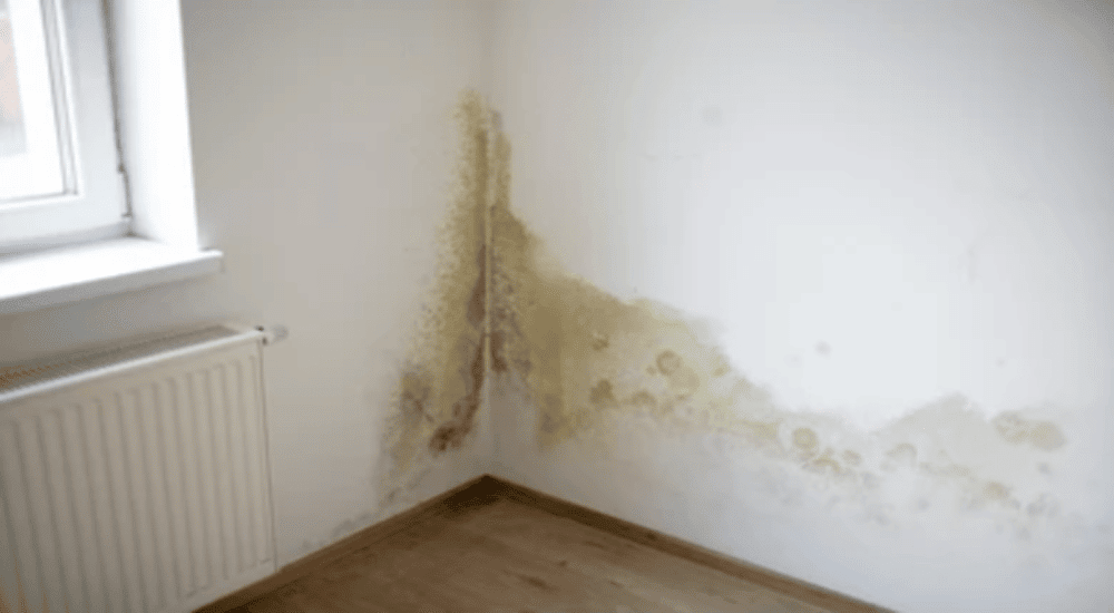 Moisissure sur le mur: traitement de l'humidité dans la chambre