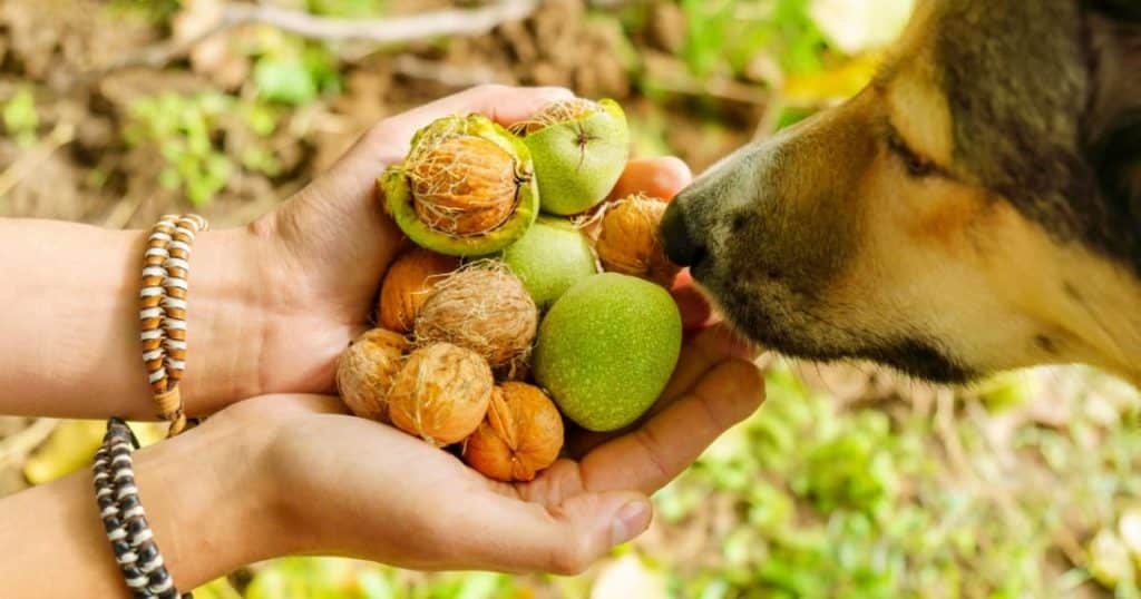 Un humain donne des noix à un chien