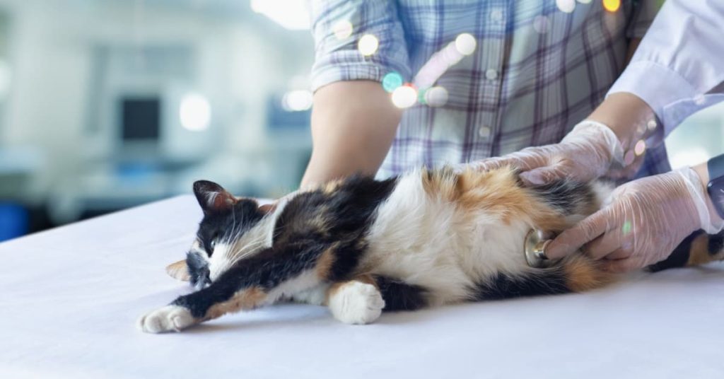 Chat tricolore se faisant occulter par un vétérinaire à l'aide d'un stéthoscope