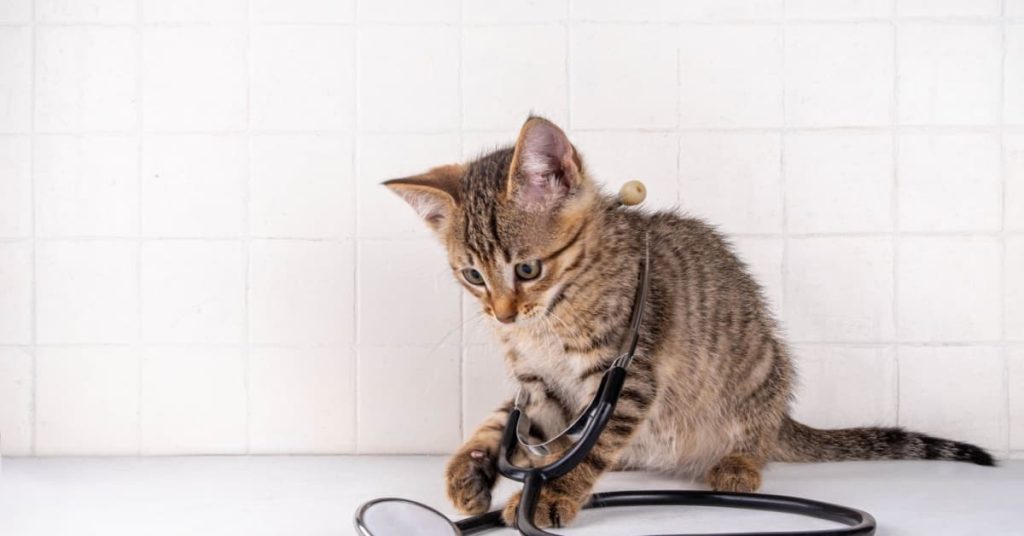 Chaton tigré qui joue avec un stéthoscope