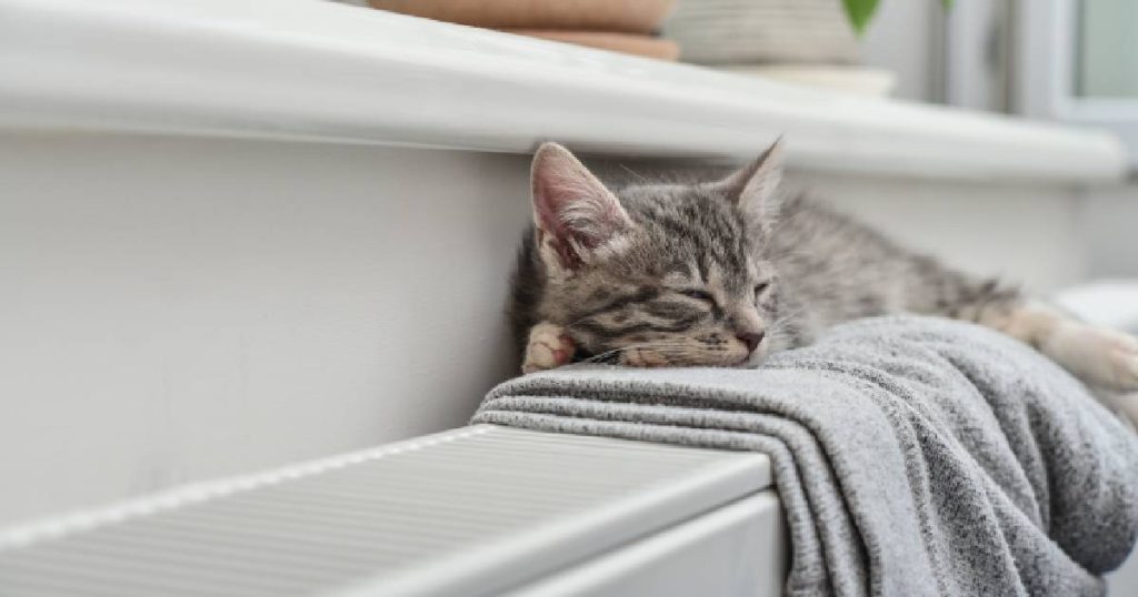 Een kat ligt te luieren op een radiator. Schade die het beestje berokkent aan derden is gedekt door de BA familiale.