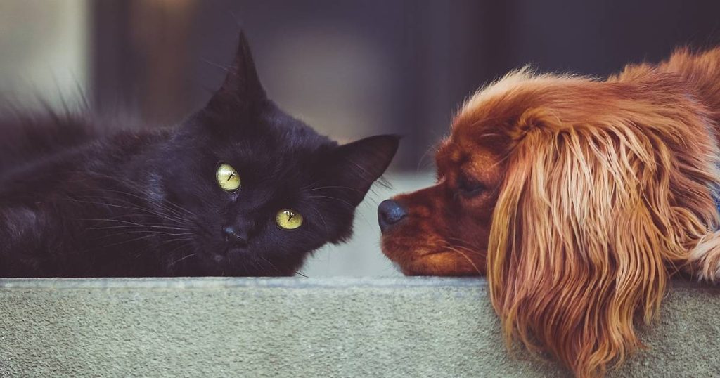 Een zwarte kat en een cockerspaniël liggen tegenover elkaar op een ondergrond bekleed met groene stof. Schade of letsels die ze oplopen bij brand of een natuurramp is gedekt door de waarborg huisdieren van de inboedelverzekering.