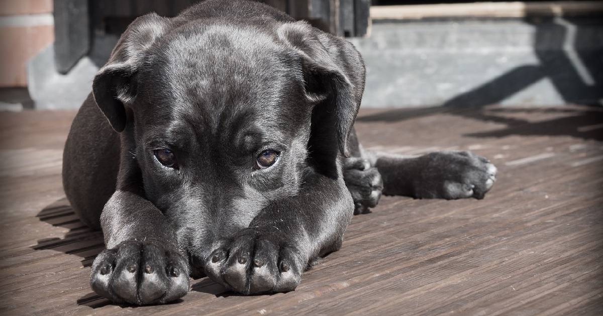 Een jonge zwarte hond ligt op een houten terrasvloer en kijkt beschaamd omdat hij net schade heeft veroorzaakt die niet gedekt wordt door de inboedelverzekering zonder waarborg voor huisdieren.