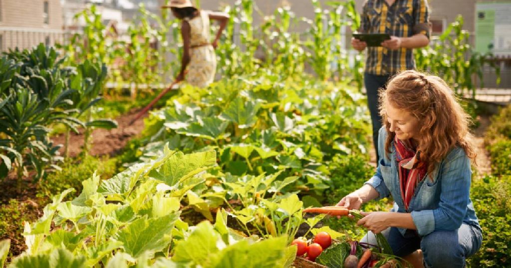 Drie mensen zijn aan het werk in de moestuin op hun intensieve groendak.