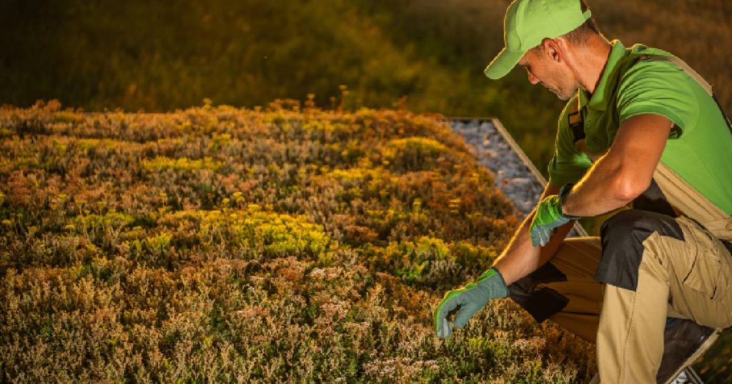 Een dakwerker onderhoudt een extensief groendak met kruiden, mossen en vetplanten.