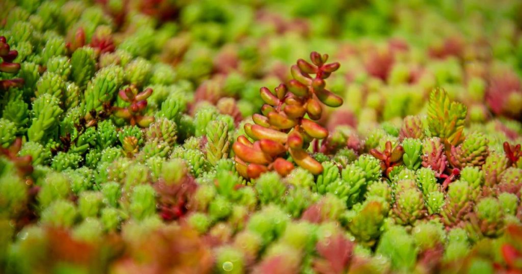 Close-up van sedum, een begroeiing voor groendaken met een relatief lage prijs.