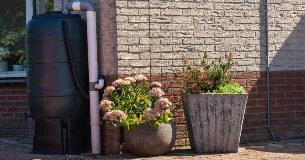 Een hanggoot die uitmondt in een zwarte regenton: handig als regenwaterreservoir voor het besproeien van planten.