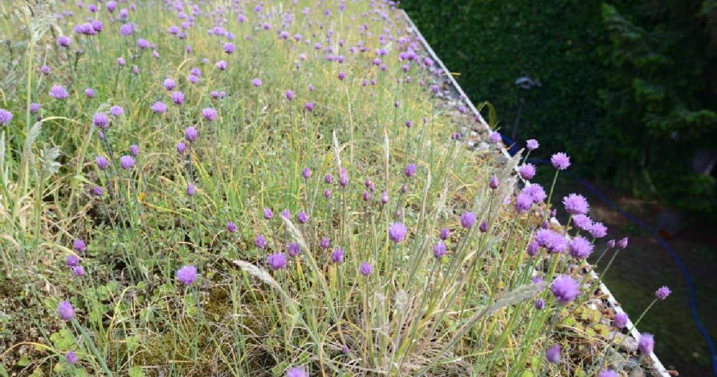 De vegetatielaag van een groendak met grassen en kruiden, de bovenste laag in de opbouw van een semi-intensief of extensief groendak.