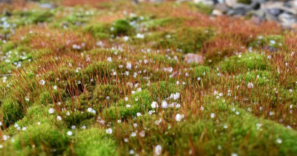 Detail van de opbouw van de vegetatielaag van groendak met sedum.