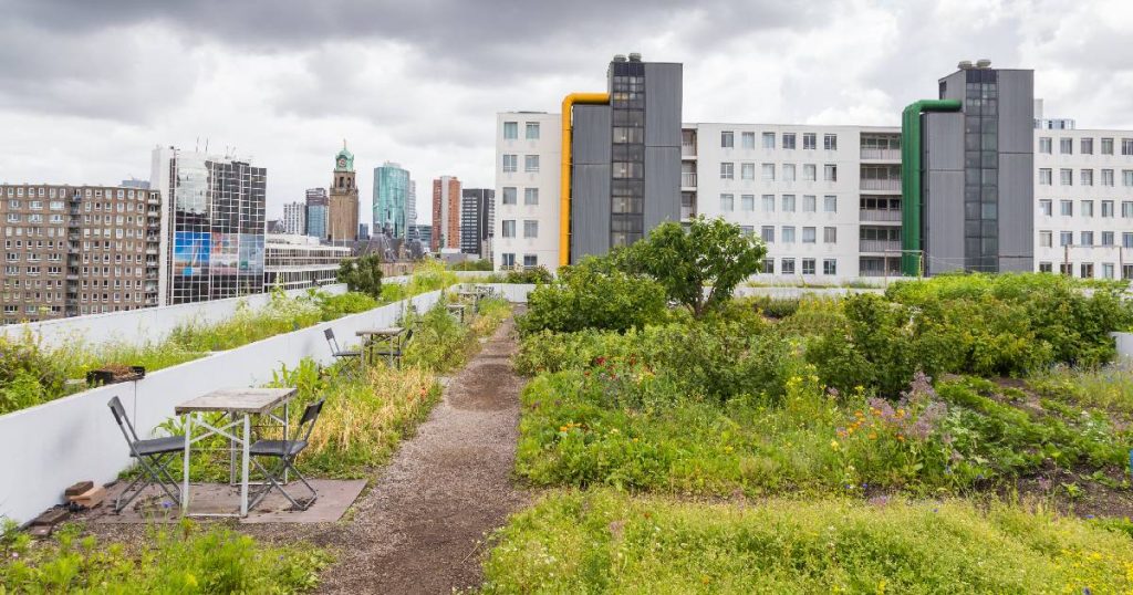 Een daktuin of (semi-)intensief groendak, met struiken en verschillende gras- en kruidensoorten, op een appartementsgebouw.