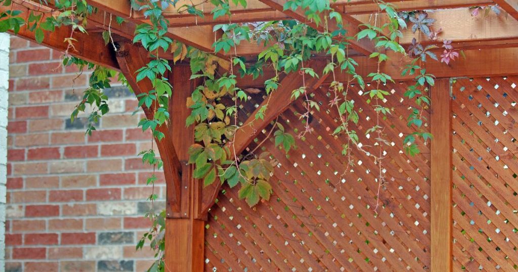 Een veranda met houten dak waar planten doorheen groeien. De veranda heeft men deels laten dichtmaken met een hoge houten schutting met houten raster. Achter de schutting is een bakstenen muur zichtbaar.