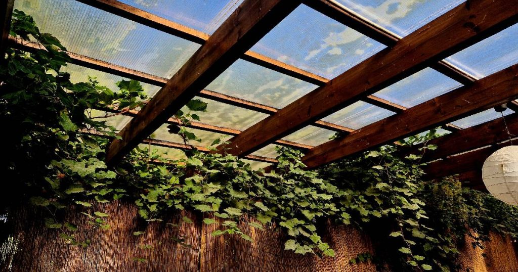 Onderaanzicht van een veranda met een dak uit plexiglas. Vanonder het dak komen verschillende slingerplanten.